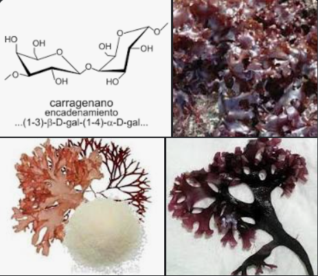 Carragenano el carragenano en cosmetica