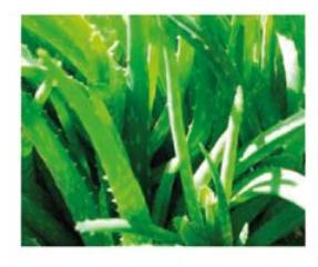 Aloe vera y lesiones en la piel aloe vera lo que la piel necesita