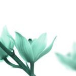 Gel de aloe vera para lesiones en la piel