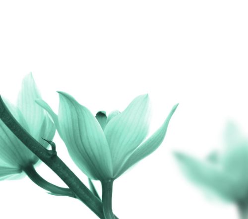 Aloe vera y lesiones en la piel Gel de aloe vera para lesiones en la piel